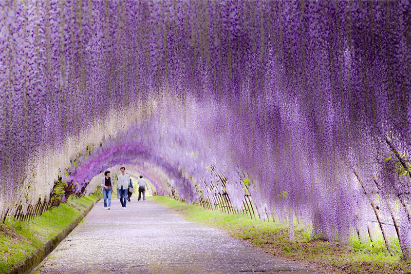 Wisteria Flower Tunnel - Ιαπωνία