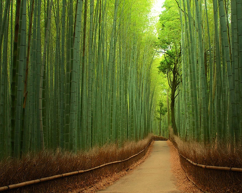 Bamboo Forest - Κίνα