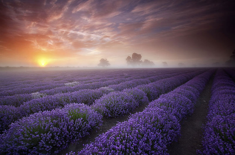 Lavender Fields - Γαλλία