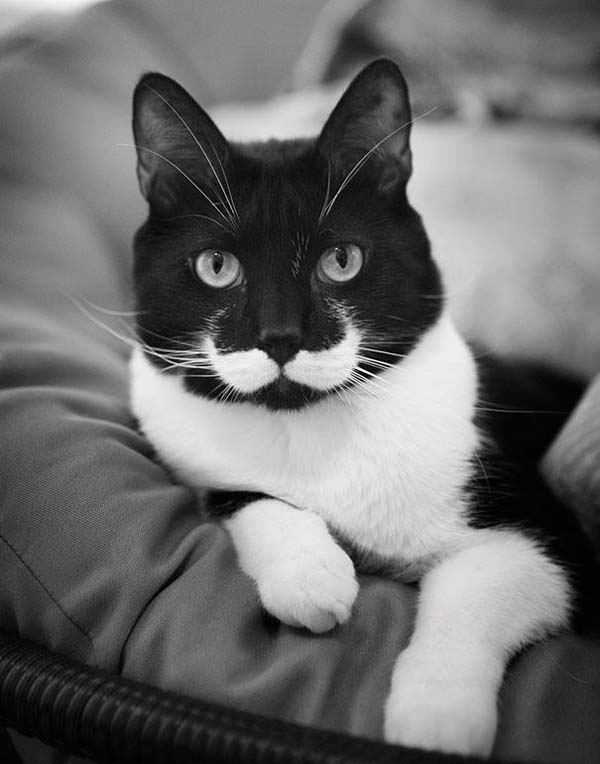 animals-with-mustache-2