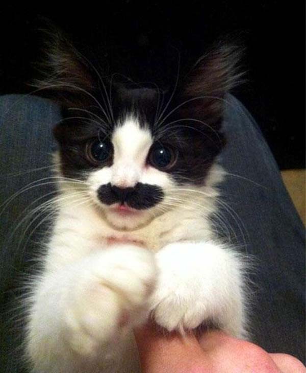 animals-with-mustache-9