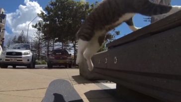 Η γάτα που κάνει τρελά κόλπα με skateboard και «σαρώνει» στο Youtube!
