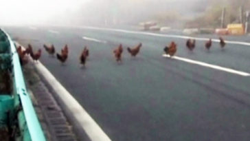Οι κότες το 'σκασαν σε αυτοκινητόδρομο στην Κίνα