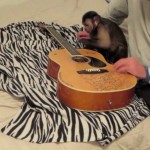 Μαϊμού κάνει μαθήματα κιθάρας