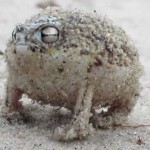 Βάτραχος που τσιρίζει αναδεικνύει την μοναδική φωνή του