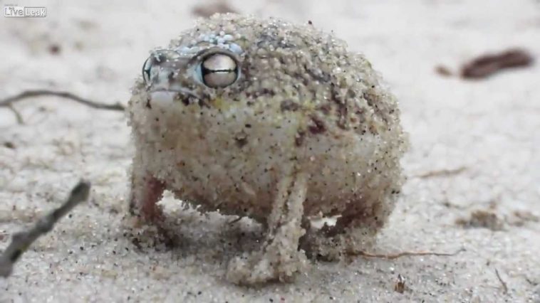 Βάτραχος που τσιρίζει αναδεικνύει την μοναδική φωνή του