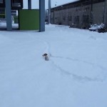 Μικρό σκυλάκι οργώνει το χιόνι για να βρει την μπάλα του