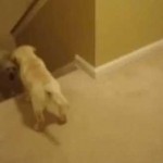Πως σκύλοι και γάτες μαθαίνουν τα μικρά τους να κατεβαίνουν σκάλες!