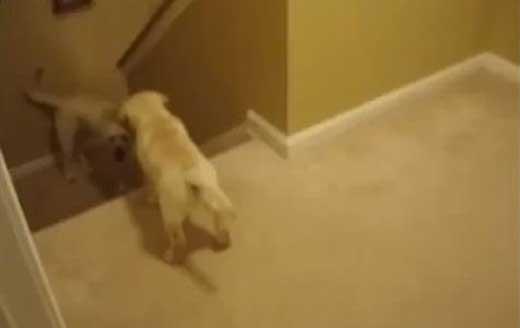 Πως σκύλοι και γάτες μαθαίνουν τα μικρά τους να κατεβαίνουν σκάλες!