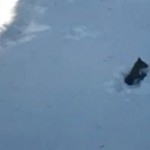 snow squirrel tunnel diggin
