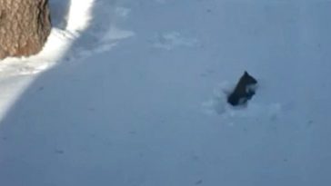 snow squirrel tunnel diggin