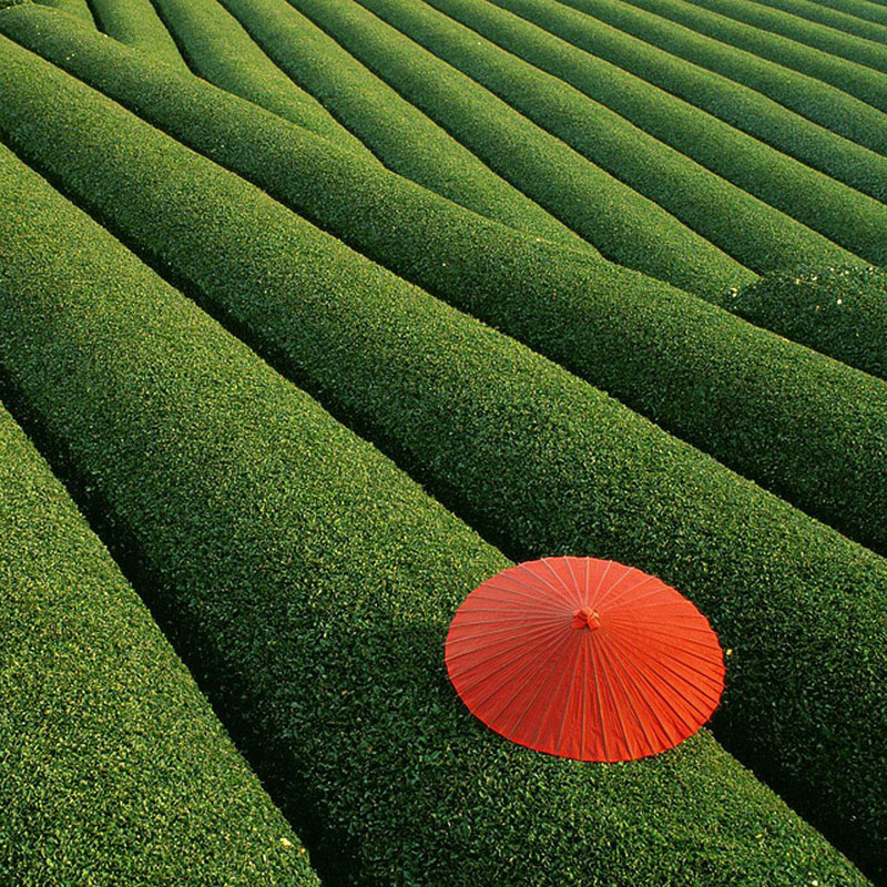 Fields of Tea - Κίνα