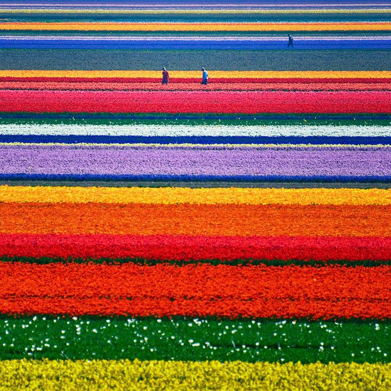 Πεδία Tulip - Ολλανδία
