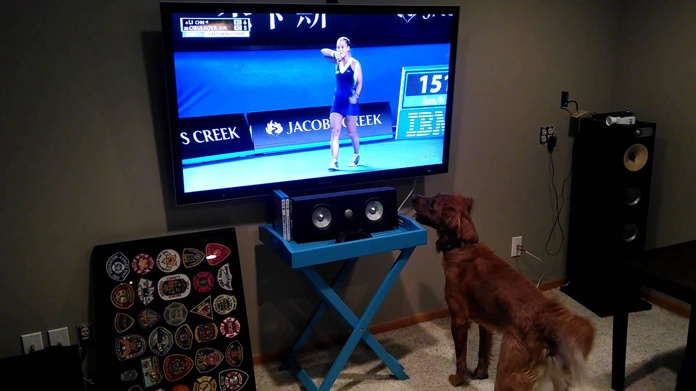 Σκύλος βλέπει τένις και τρελαίνεται