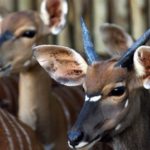 mastouromenes antilopes katestrepsan kalliergies stin india