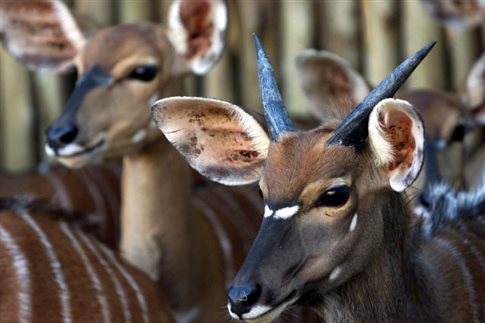 mastouromenes antilopes katestrepsan kalliergies stin india