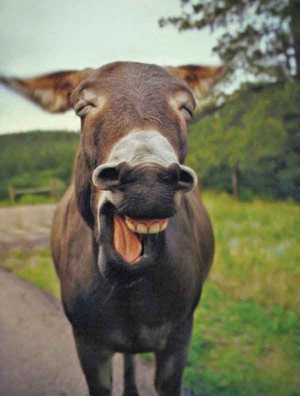 smiling-donkey