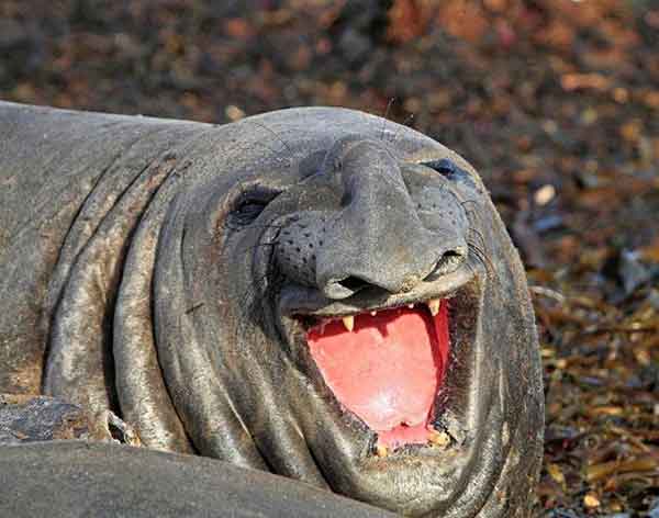 smiling-elephant-seal