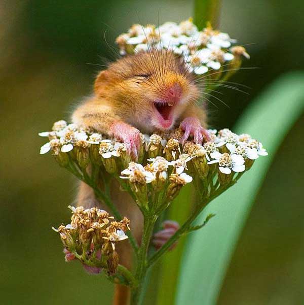 smiling-field-mouse