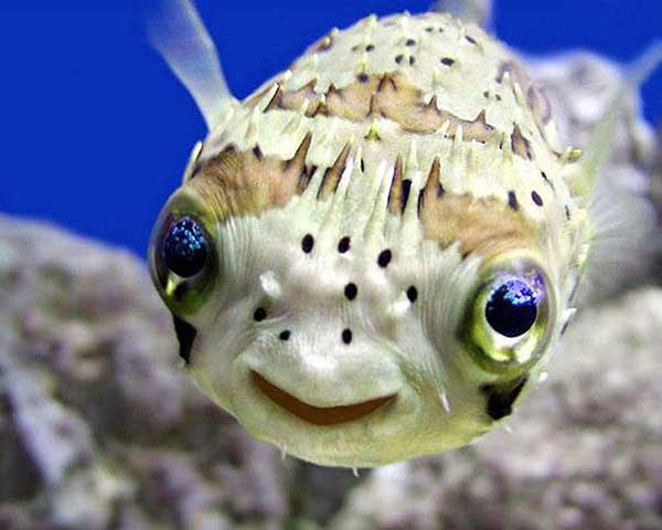 smiling-fish