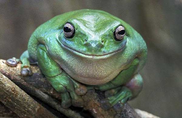 smiling-frog