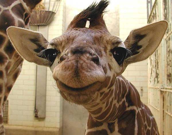 smiling-giraffe