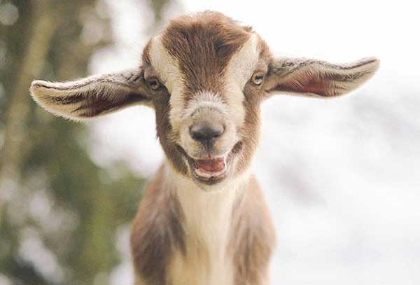 smiling-goat