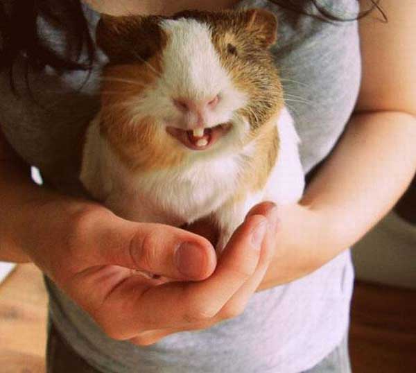 smiling-guinea-pig