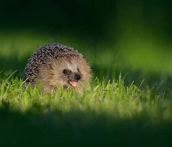 smiling-hedgehog