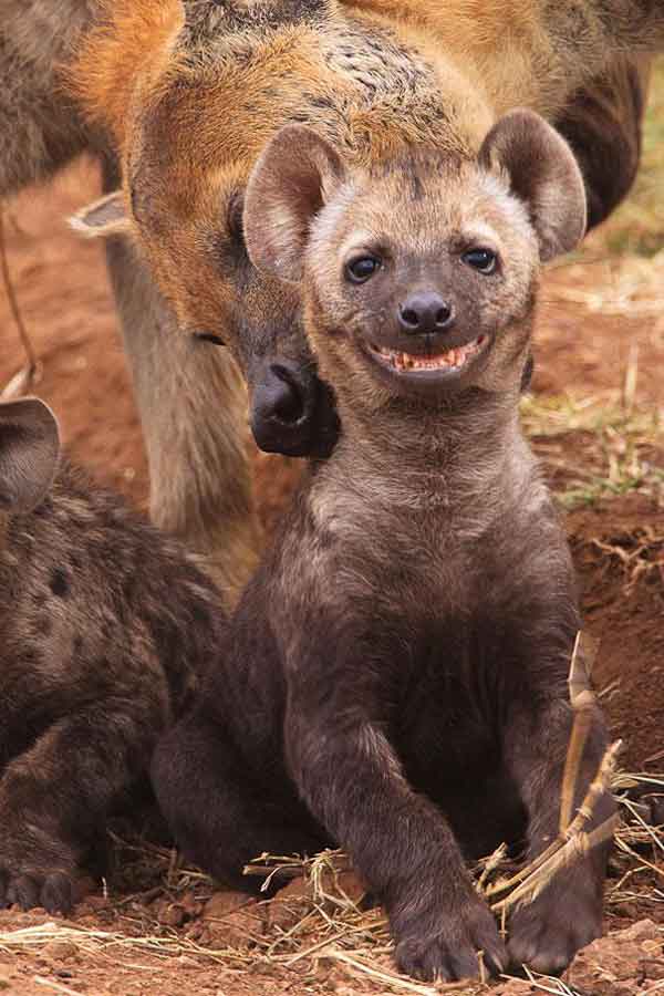 smiling-hyena
