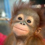 smiling orangutan