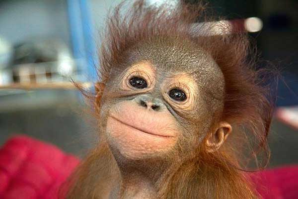 smiling orangutan
