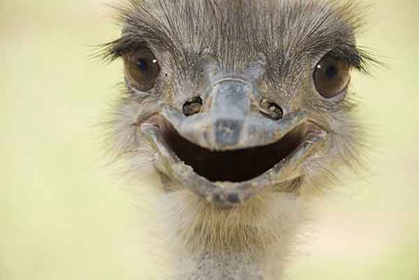 smiling-ostrich