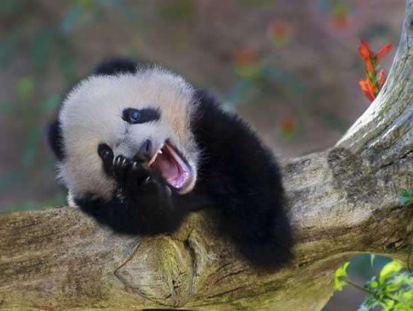 smiling-panda
