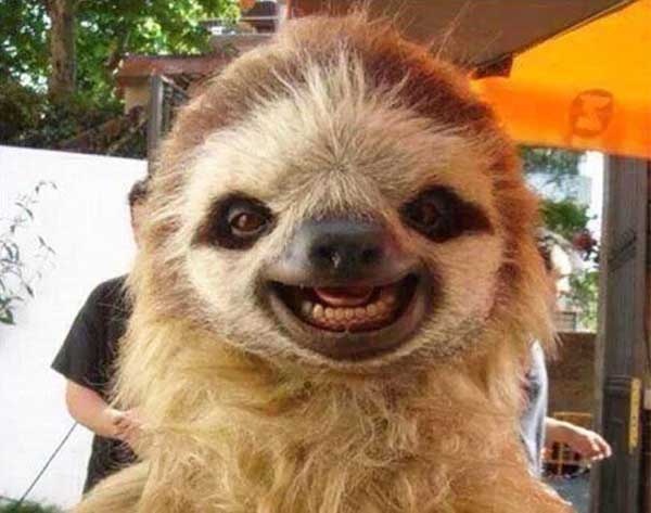 smiling-sloth