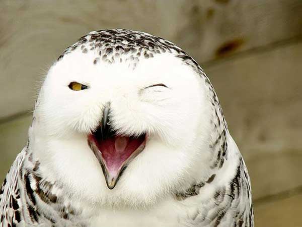 smiling-snowy-owl