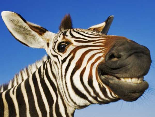 smiling-zebra