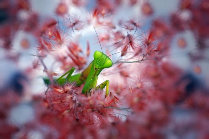 Garden-Insects-06-685x457