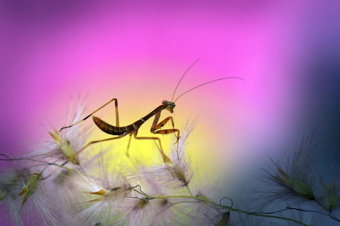 Garden-Insects-27-685x456