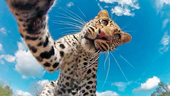 leopardali klevi kamera