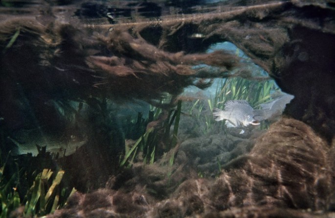 Underwater-in-Floridas-Swamps-14-685x446
