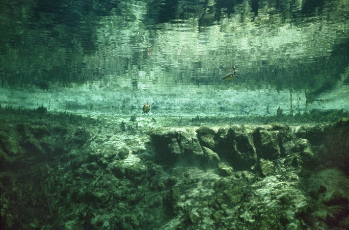 Underwater-in-Floridas-Swamps-15-685x451