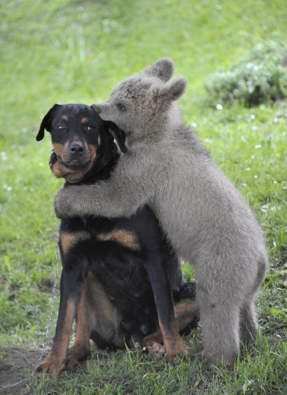 animal-hugs (8)