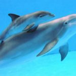 delfinia ke falenes gevonte mono to almiro