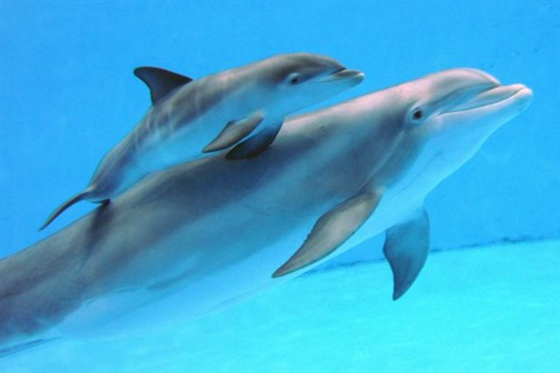 delfinia ke falenes gevonte mono to almiro