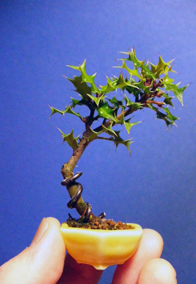 nea-moda-me-souper-mikroskopika-bonsai (13)