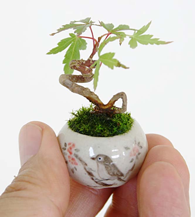 nea-moda-me-souper-mikroskopika-bonsai (3)