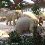 elefantes trechoun na voithisoun elefantaki