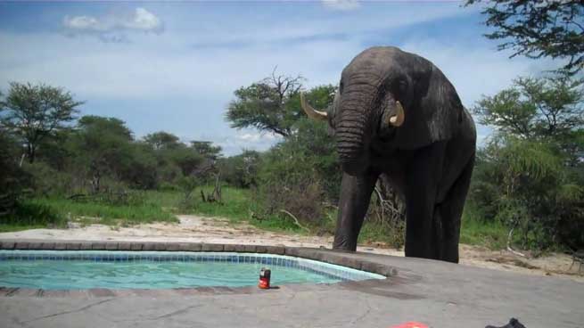 afrikanikos elefantas chalai to parti stin pisina
