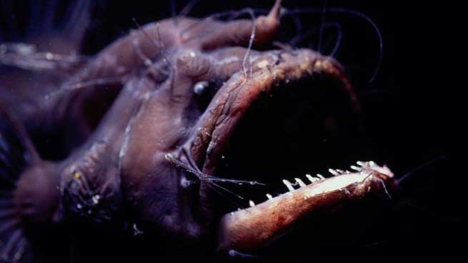 black seadevil anglerfish